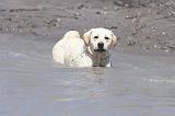 LABRADOR 541